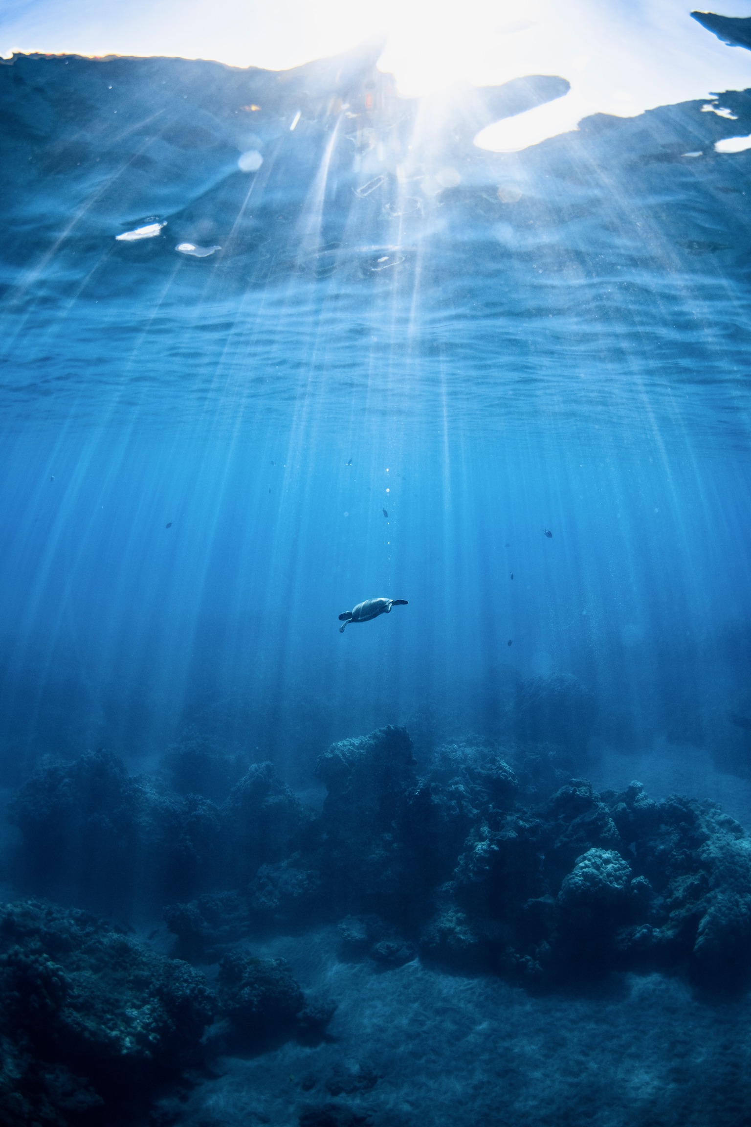A sea turtle swimming through beams of sunlight over the reef