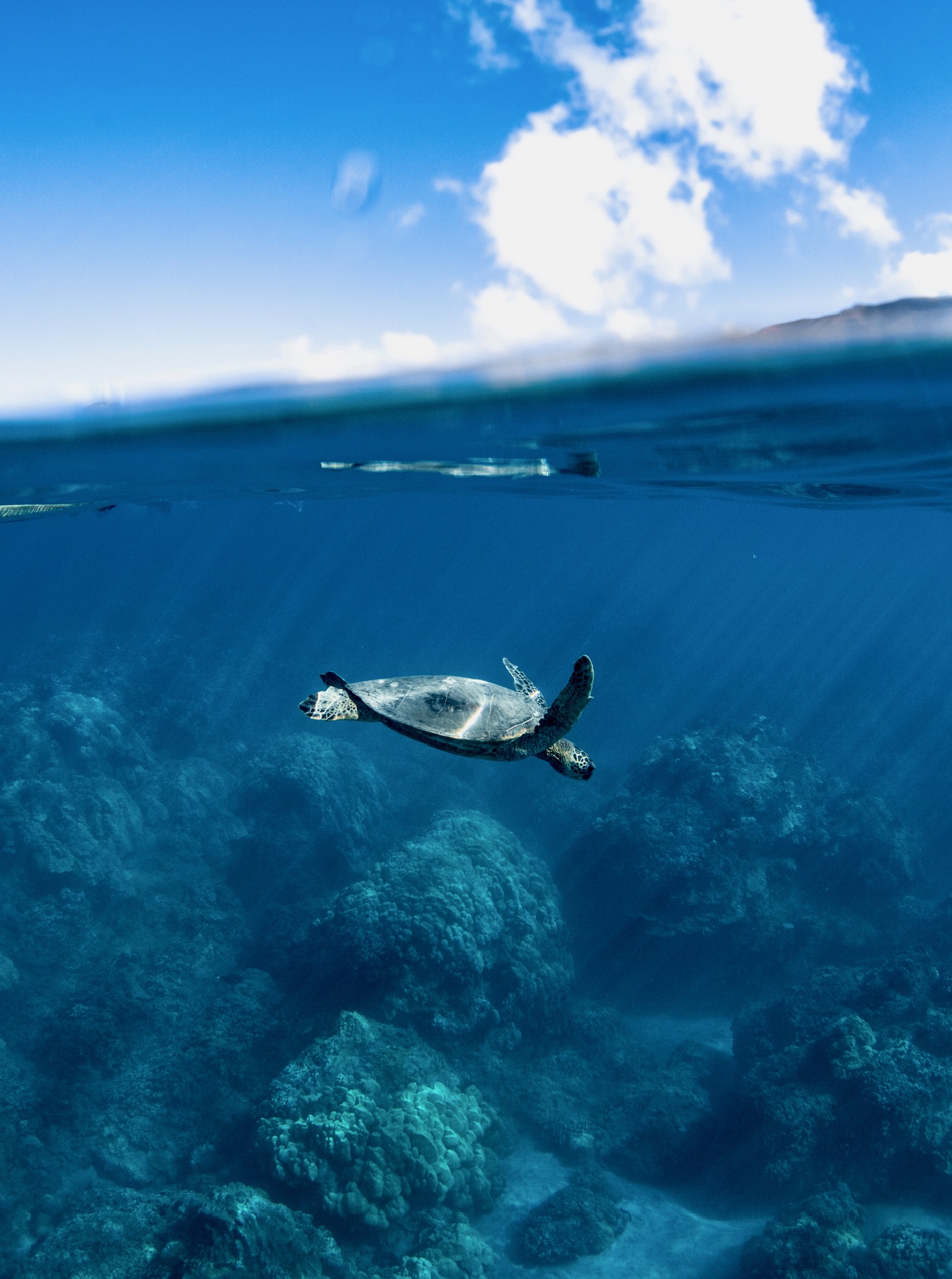 A green sea turtle at the surface, half above and half below the water